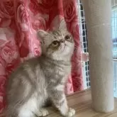 エキゾチックショートヘア