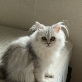 ペルシャ(チンチラ)