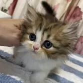 ペルシャ(チンチラ)