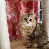 ペルシャ(チンチラ)