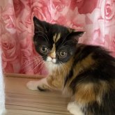エキゾチックショートヘア