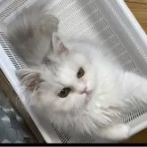 ペルシャ(チンチラ)