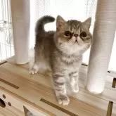 エキゾチックショートヘア
