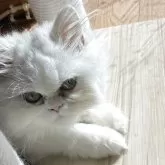ペルシャ(チンチラ)
