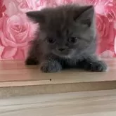 エキゾチックショートヘア