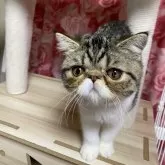 エキゾチックショートヘア