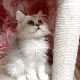 ペルシャ(チンチラ)