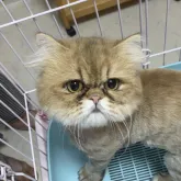 ペルシャ(チンチラ)