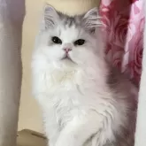 ペルシャ(チンチラ)