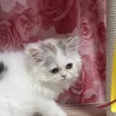 ペルシャ(チンチラ)