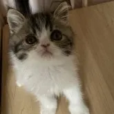 エキゾチックショートヘア