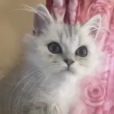 ペルシャ(チンチラ)