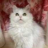 ペルシャ(チンチラ)