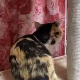 エキゾチックショートヘア
