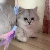 ペルシャ(チンチラ)