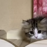 ペルシャ(チンチラ)