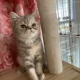 エキゾチックショートヘア