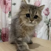 ペルシャ(チンチラ)