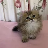 ペルシャ(チンチラ)