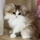 ペルシャ(チンチラ)