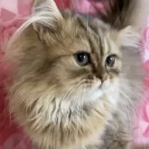 ペルシャ(チンチラ)