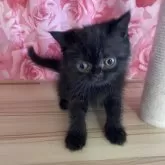 エキゾチックショートヘア
