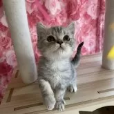 エキゾチックショートヘア