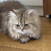 ペルシャ(チンチラ)【福岡県・女の子・2025年4月14日・チンチラゴールデン】の写真2