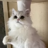 ペルシャ(チンチラ)【福岡県・女の子・2025年7月3日・チンチラシルバー】の写真2