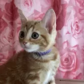 アメリカンショートヘア【福岡県・女の子・2025年8月13日・レッドタビー】の写真2