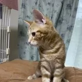 アメリカンショートヘア【福岡県・女の子・2025年3月25日・レッドタビー】の写真2「柄も綺麗です」