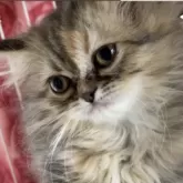 ペルシャ(チンチラ)【福岡県・女の子・2025年11月22日・ゴールデン】の写真2