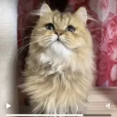 ペルシャ(チンチラ)【福岡県・男の子・2025年4月14日・チンチラゴールデンクラシック】の写真4