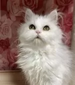 ペルシャ(チンチラ)【福岡県・男の子・2025年4月5日・チンチラシルバー】の写真4