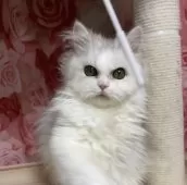 ペルシャ(チンチラ)【福岡県・男の子・2025年4月5日・チンチラシルバー】の写真5