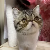 エキゾチックショートヘア【福岡県・男の子・2025年5月30日・ブラウンタビー&ホワイト】の写真5