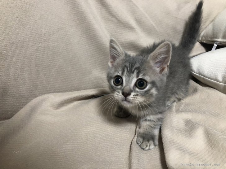 板敷直紘ブリーダーのブログ：子猫ちゃんお迎えありがとうございました！