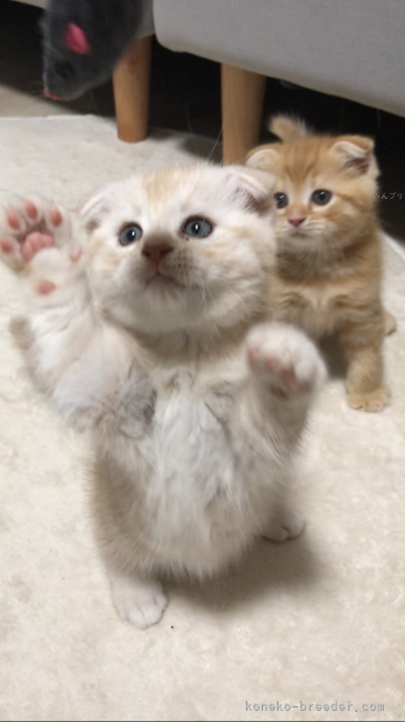 板敷直紘ブリーダーのブログ：10/1生まれ、スコティッシュフォールドくんたち🐱