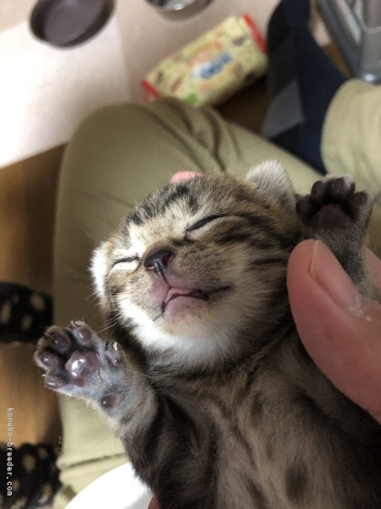板敷直紘ブリーダーのブログ：3/1生まれのアメショちゃん😊