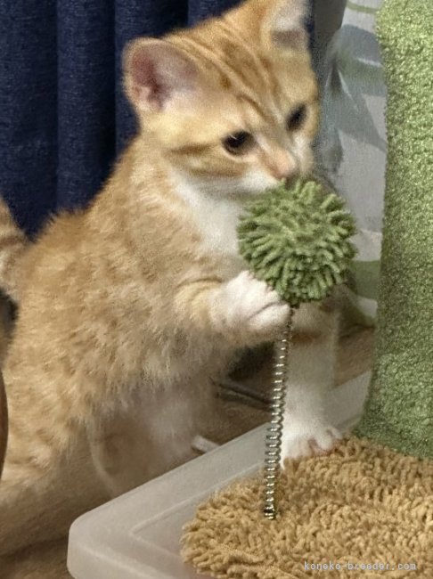 板敷直紘ブリーダーのブログ：5/29生まれ、スコティッシュくんお迎えありがとうございました！