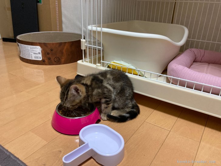 板敷直紘ブリーダーのブログ：5/29生まれスコちゃん予約＆お迎えありがとうございましたm(_ _)m