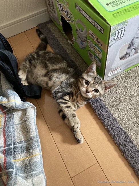 板敷直紘ブリーダーのブログ：子猫ちゃんお迎え後の様子＆今いる子猫たちの様子😊