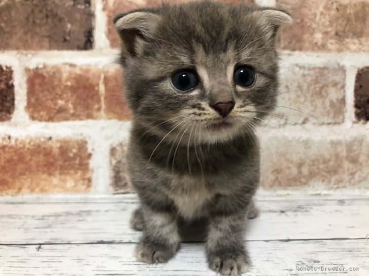 板敷直紘ブリーダーのブログ：6/19生まれスコちゃん、お迎えありがとうございました！
