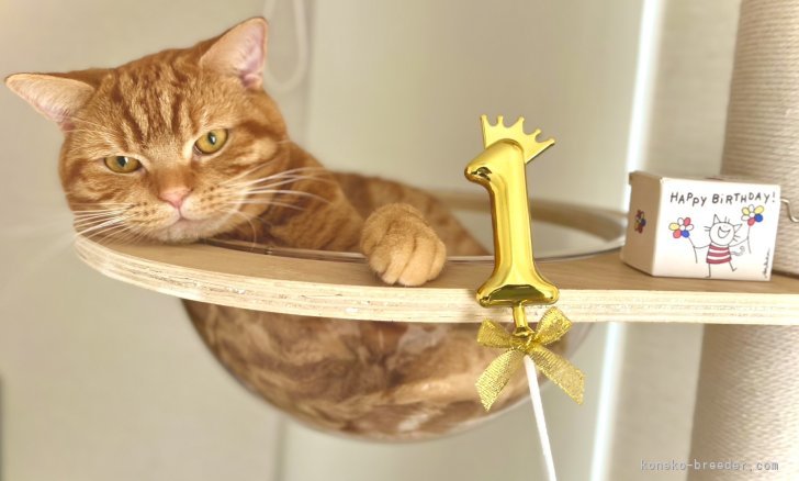 板敷直紘ブリーダーのブログ：11/18生まれスコちゃん＆11/24生まれスコちゃん誕生日おめでとうございます🍰💕