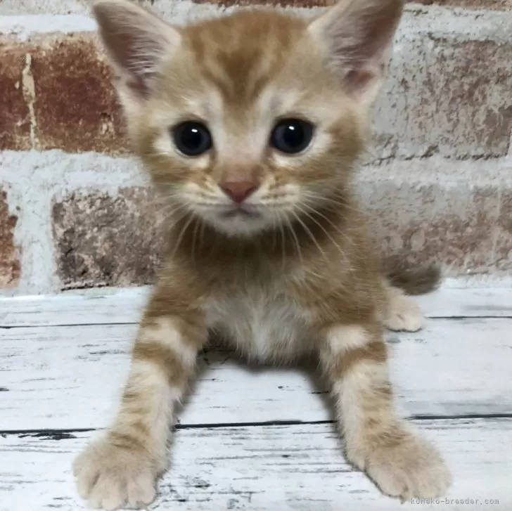 スコティッシュフォールド(立ち耳)【千葉県・男の子・2024年7月28日・レッドクラシックタビー】の写真1