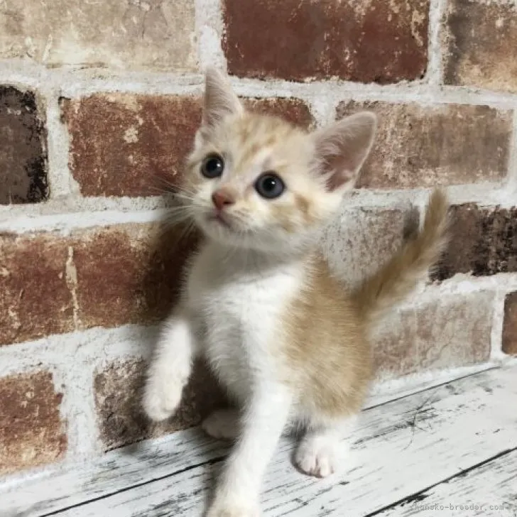 ID：2309-00481の子猫