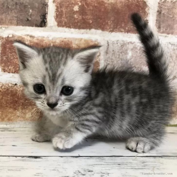 ID：2409-00978の子猫