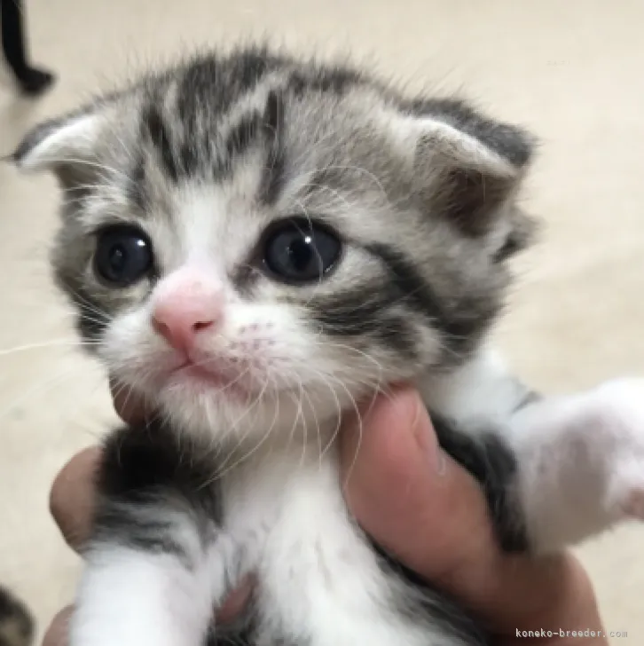 ID:2310-02074の子猫