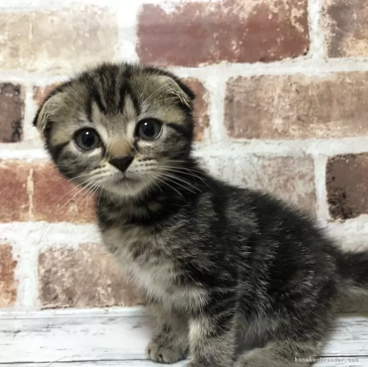 ID：2409-00552の子猫