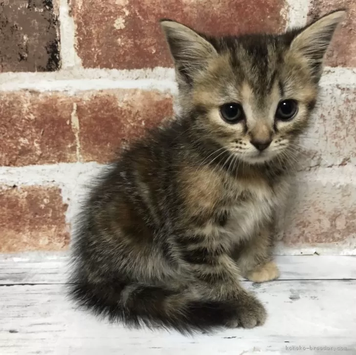 ID:2408-02216の子猫